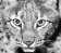 Links to useful web sites